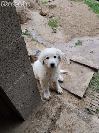 Kuvasz-kan kiskutya