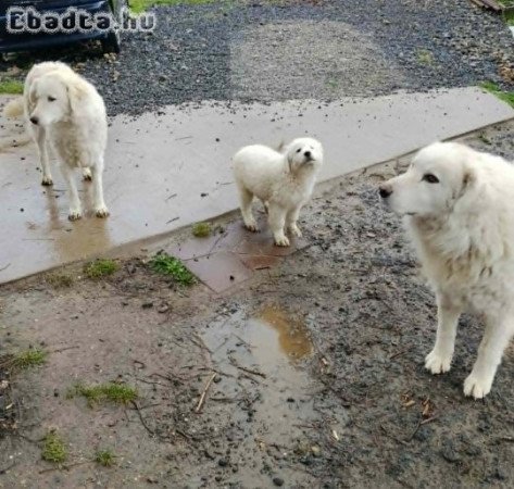 Kuvasz-kan kiskutya