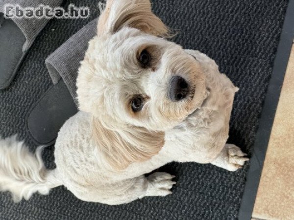 1 éves Maltipoo kislány