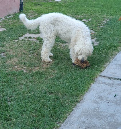 Komondor szuka kölyök