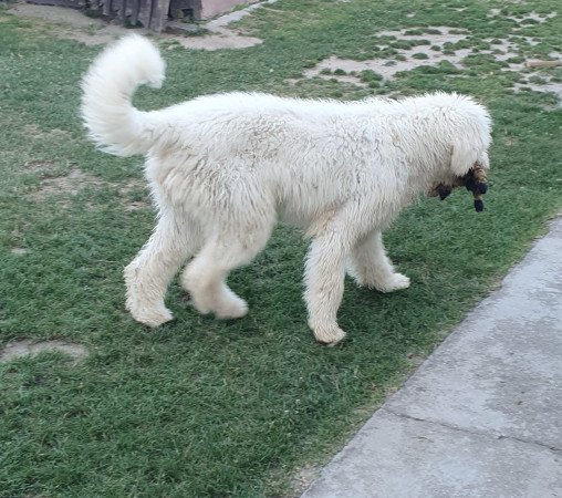 Komondor szuka kölyök