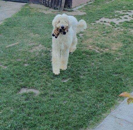 Komondor szuka kölyök