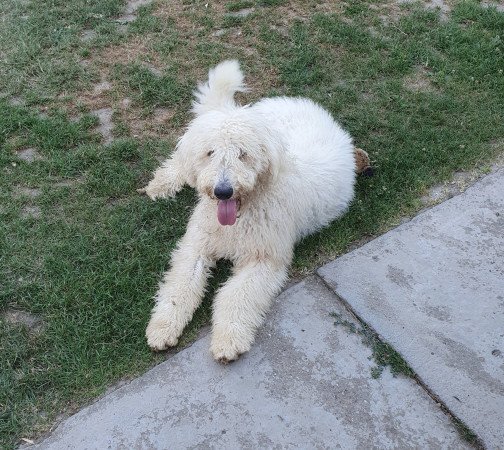 Komondor szuka kölyök