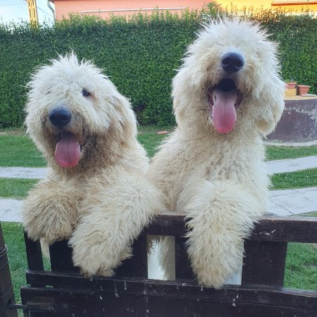 Komondor szuka kölyök