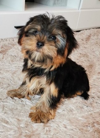 Yorkshire terrier