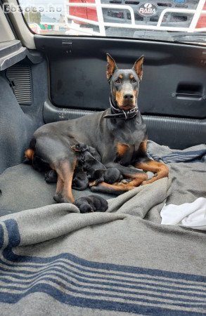 Dobermann kislány eladó 06202422968