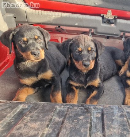 Rottweiler szuka kölyök kutyák