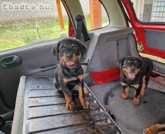 Rottweiler szuka kölyök kutyák