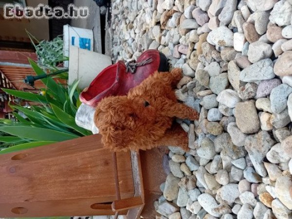 Törpe uszkár kisfiú