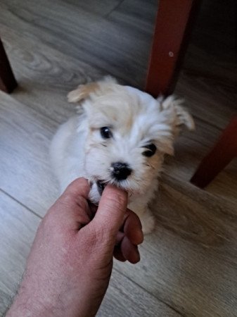 Bichon havanese