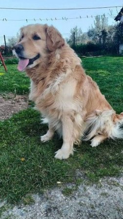 Golden retriever