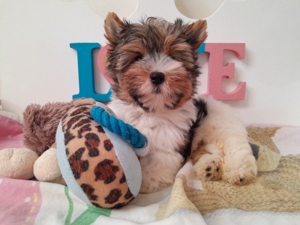 Biewer Yorkshire terrier