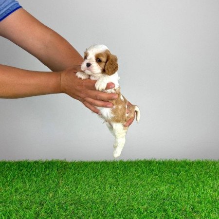 Cavalier King Charles Spániel