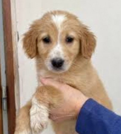Golden retriever