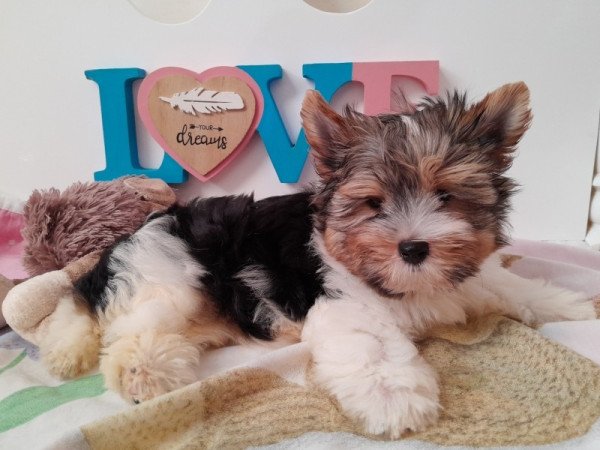 Biewer Yorkshire terrier