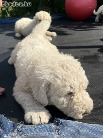 komondor jellegű kiskutyák