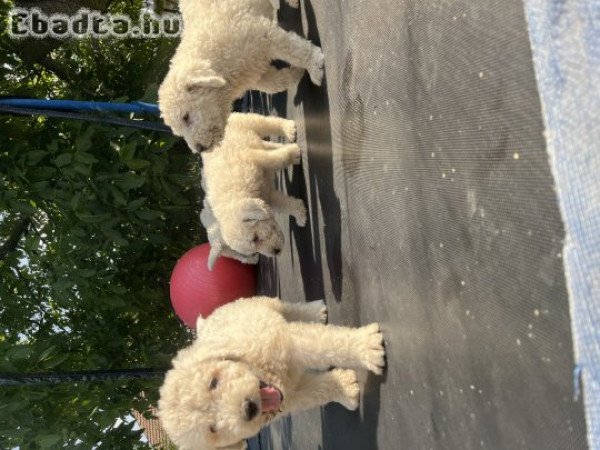 komondor jellegű kiskutyák