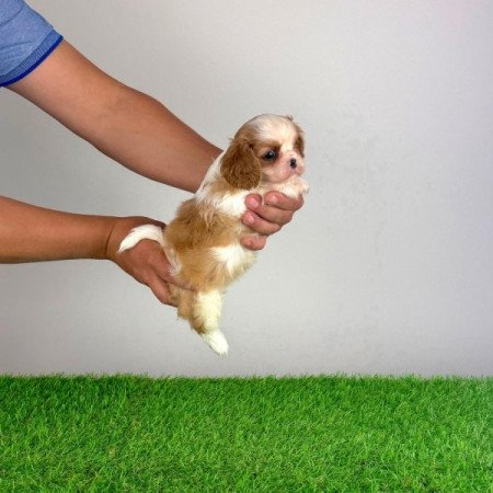 Cavalier King Charles Spániel