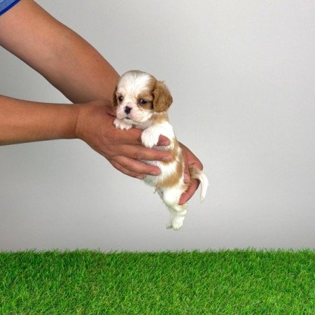 Cavalier King Charles Spániel