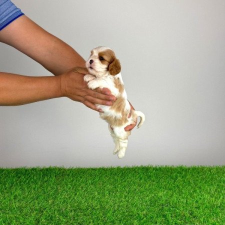 Cavalier King Charles Spániel