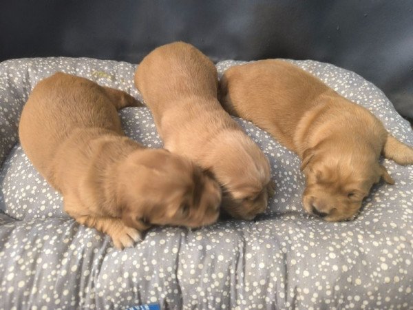 Golden retriever