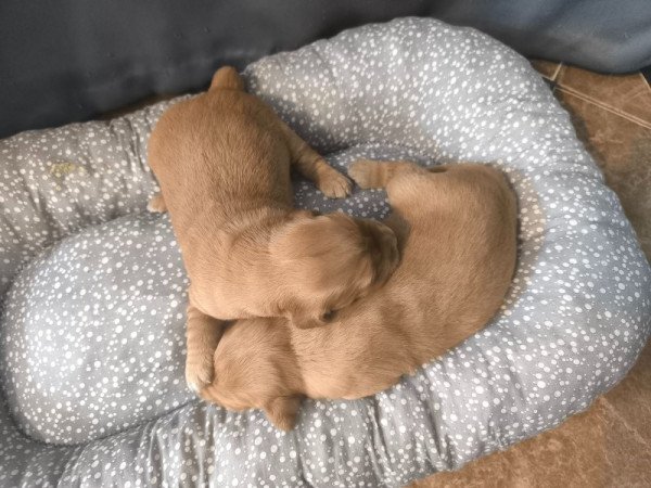 Golden retriever