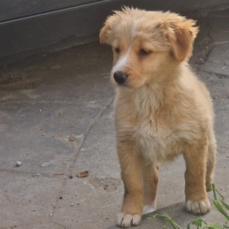 Golden retriever