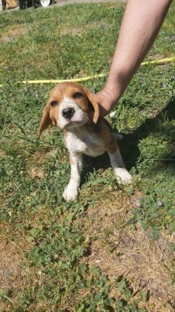 Beagle