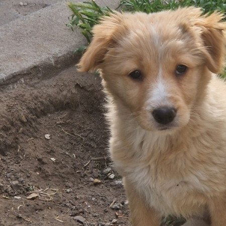 Golden retriever
