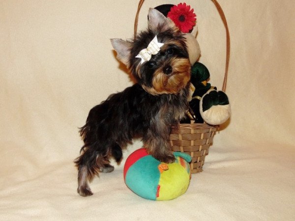 Yorkshire Terrier, Yorki