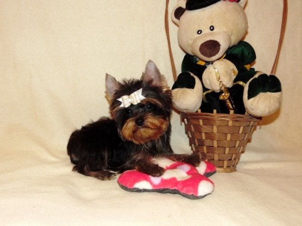 Yorkshire Terrier, Yorki