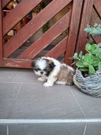 Shi-tzu