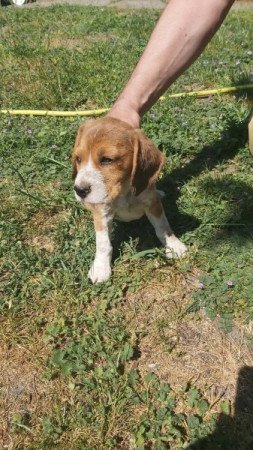 Beagle