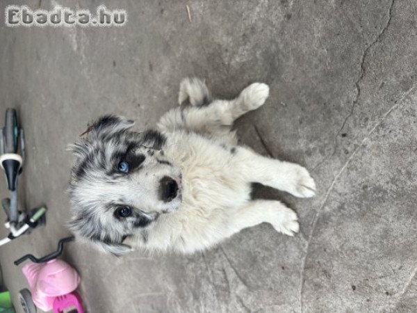 Fiú Border Collie