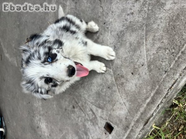 Fiú Border Collie