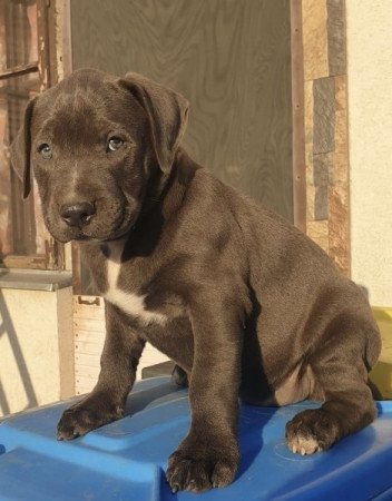 Amerikai staffordshire terrier