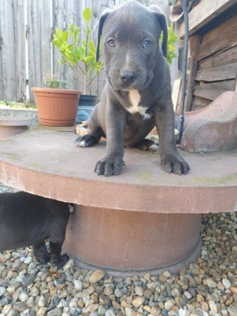 Amerikai staffordshire terrier