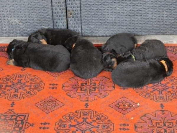 Rottweiler