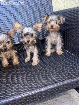 Yorkshire Terrier bébik