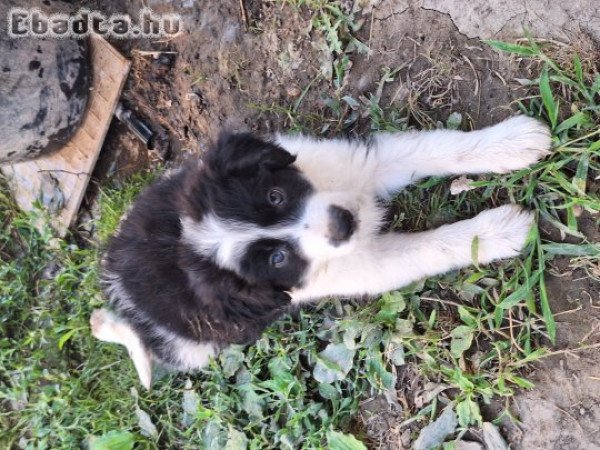 Border Collie kiskutyák gondos gazdira várnak