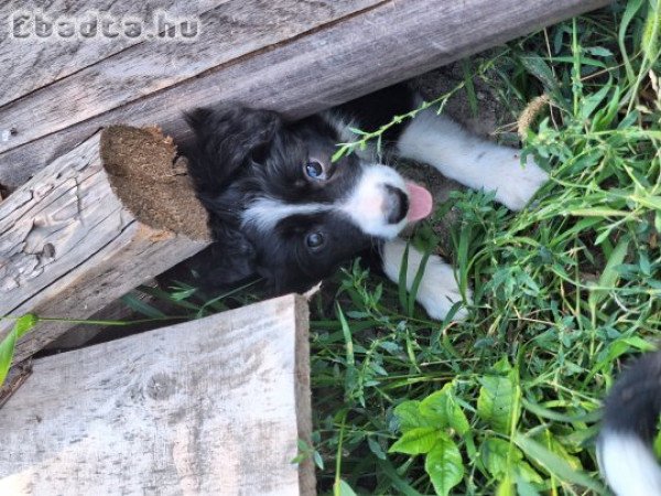 Border Collie kiskutyák gondos gazdira várnak