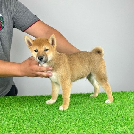 Shiba Inu