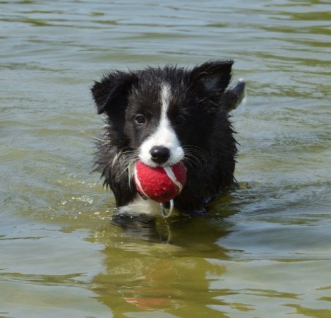 Border Collie