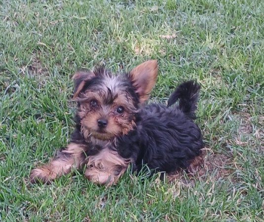 Yorkshire terrier