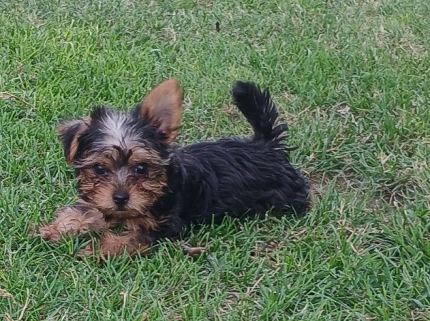 Yorkshire terrier