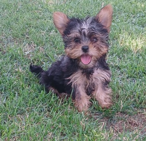 Yorkshire terrier