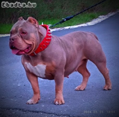 American bully kölyök abkc