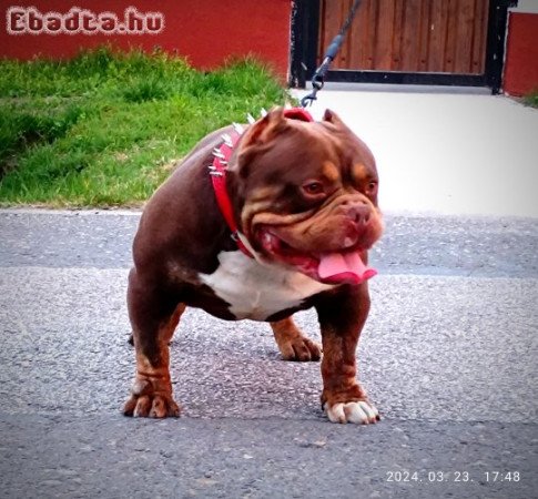 American bully kölyök abkc