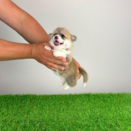 Pembroke Welsh Corgi