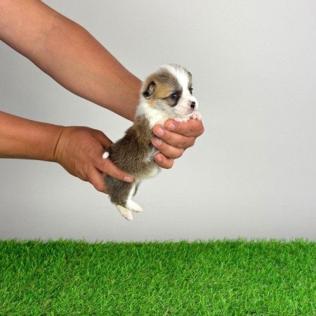 Pembroke Welsh Corgi